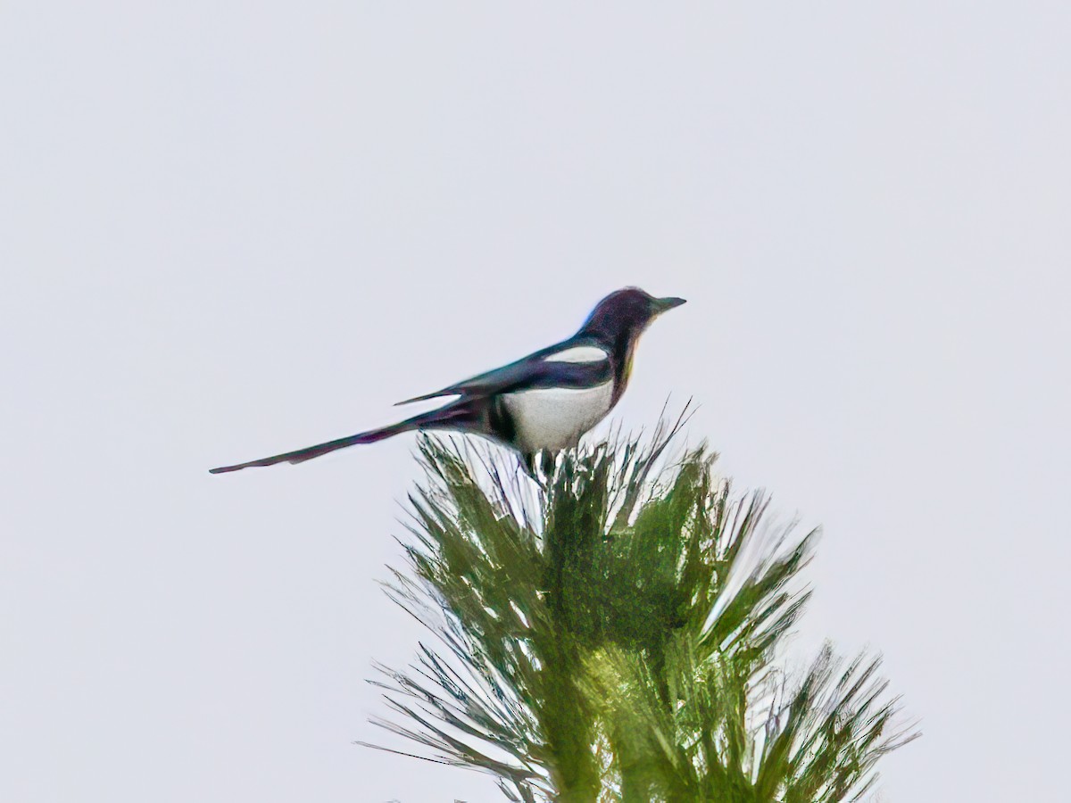 straka americká - ML646611224