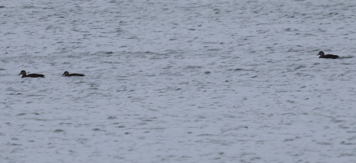 Canard noir - ML646611225