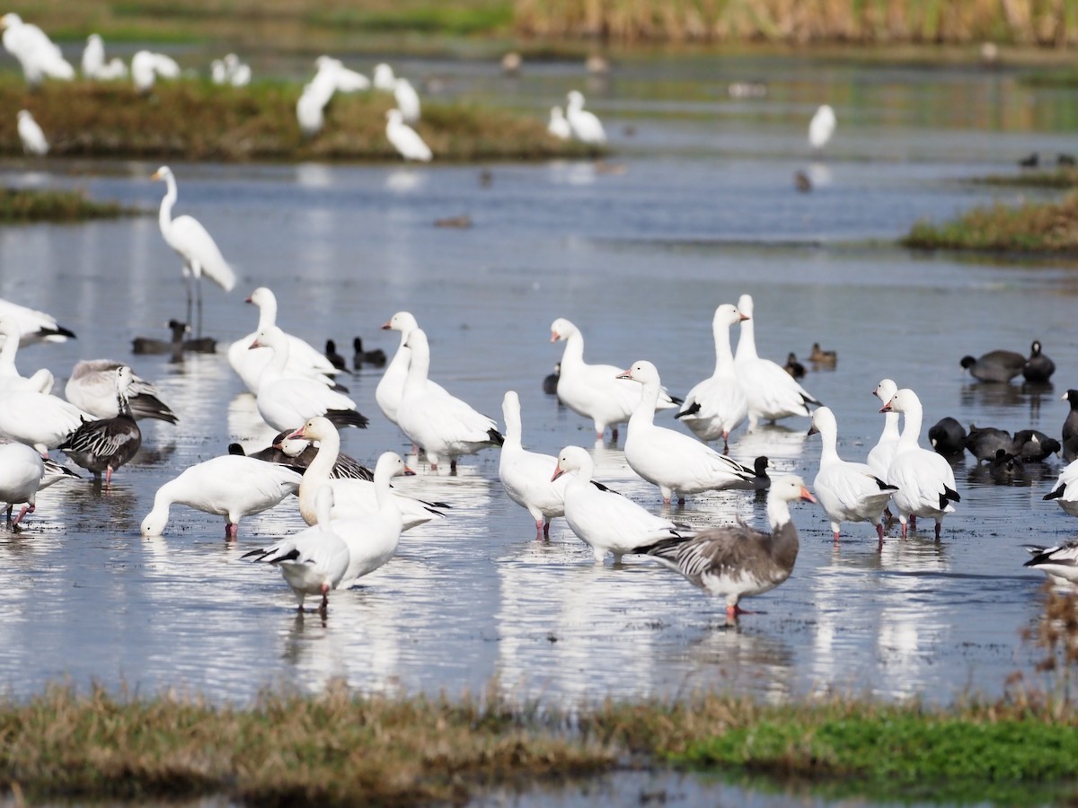Snow Goose - ML646611226