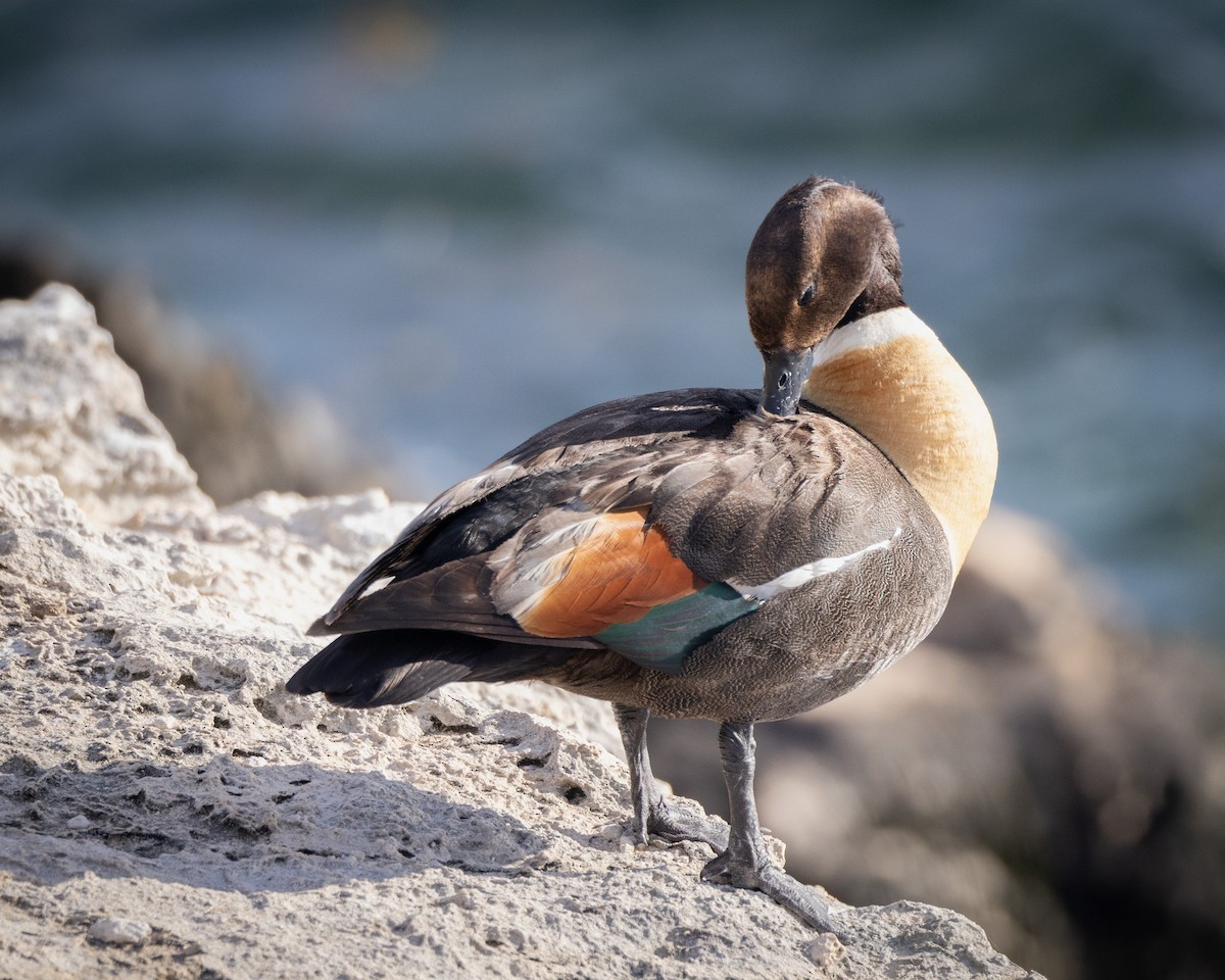 Australian Shelduck - ML646611227