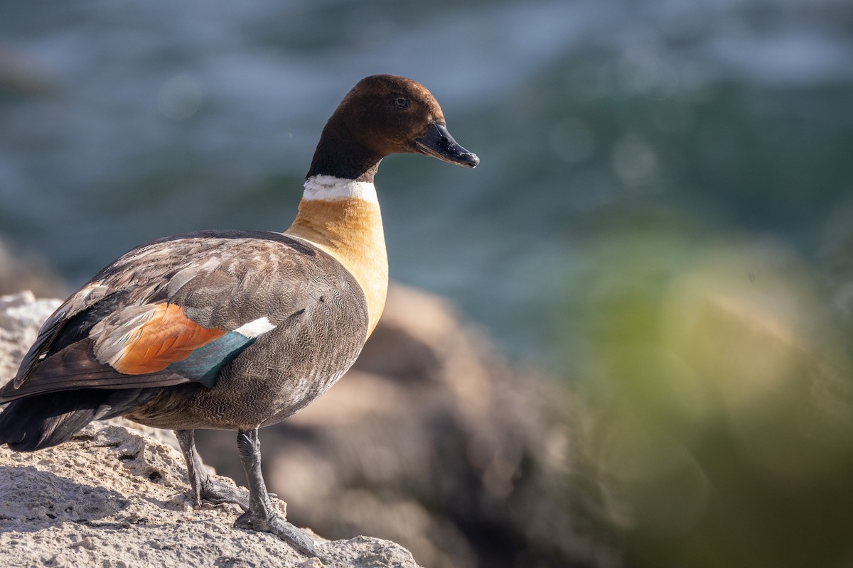 Australian Shelduck - ML646611228