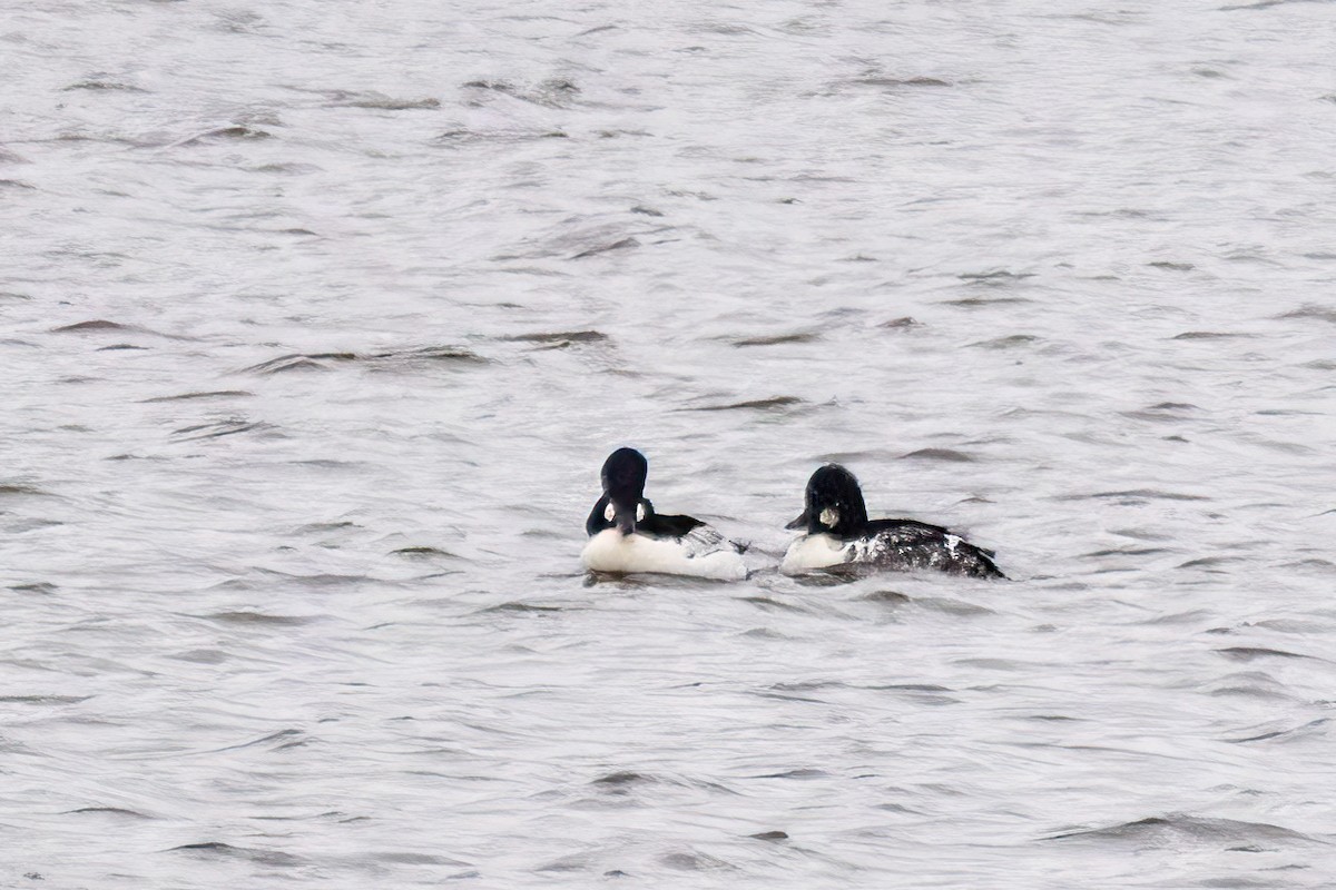 Altıngöz - ML646611230