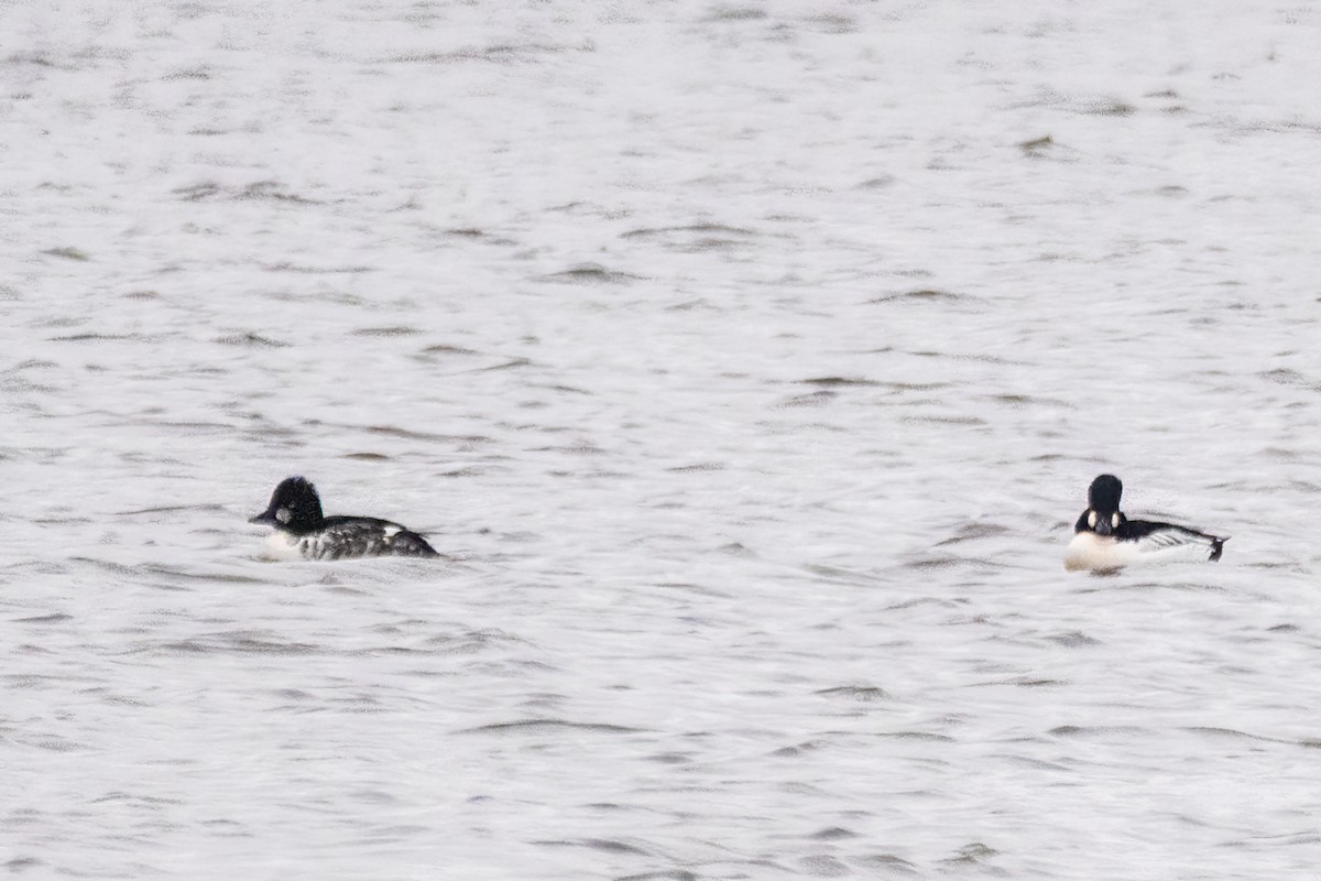 Altıngöz - ML646611231