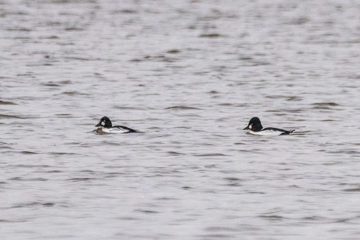 Altıngöz - ML646611232