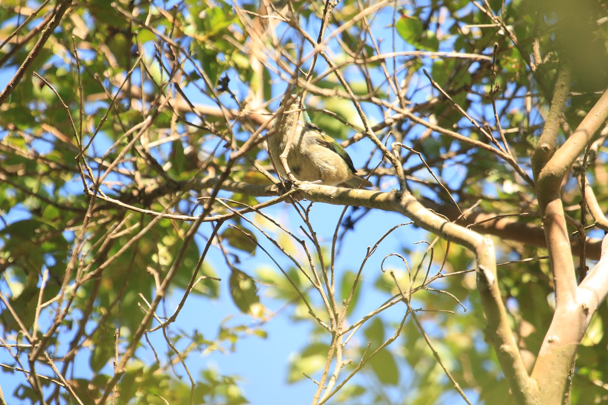 Blue-naped Chlorophonia - ML646611233