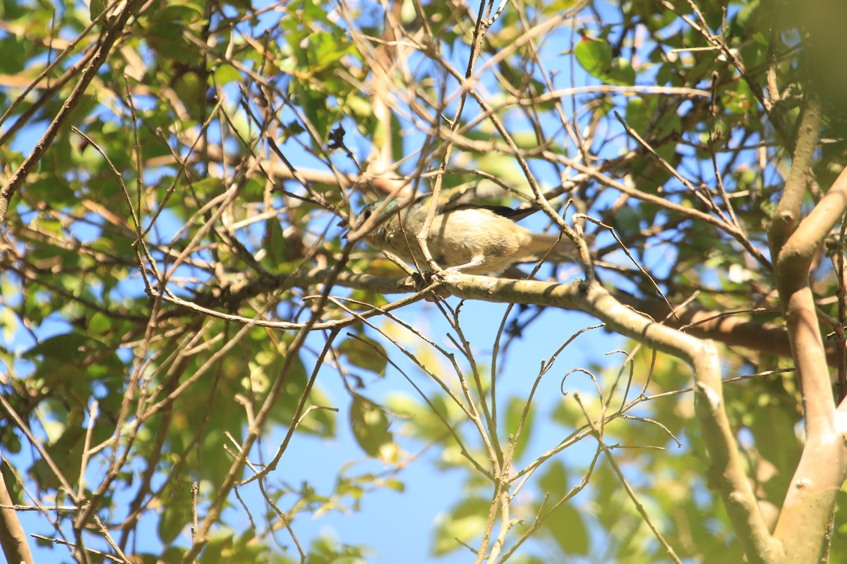 Blue-naped Chlorophonia - ML646611234
