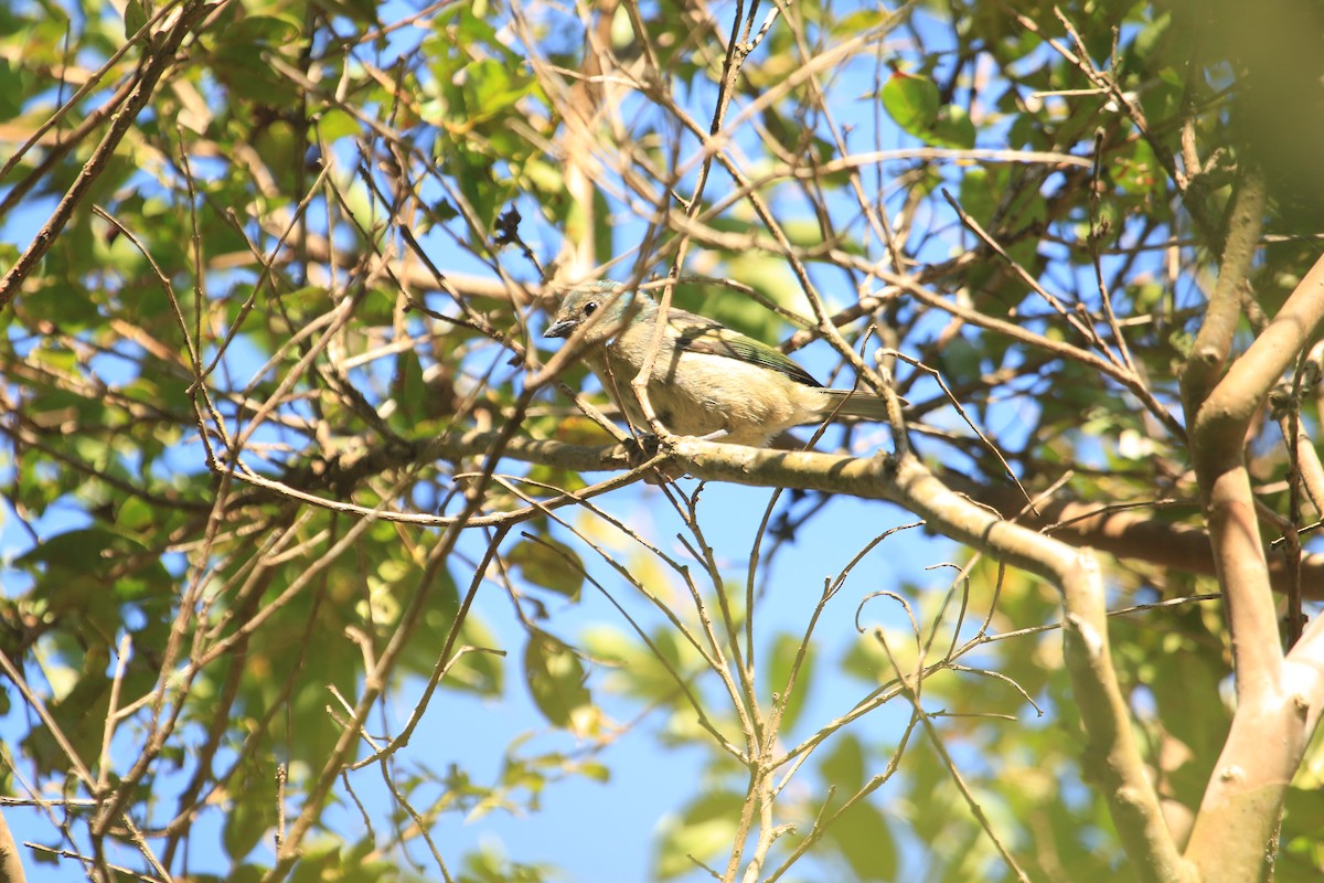 Blue-naped Chlorophonia - ML646611235