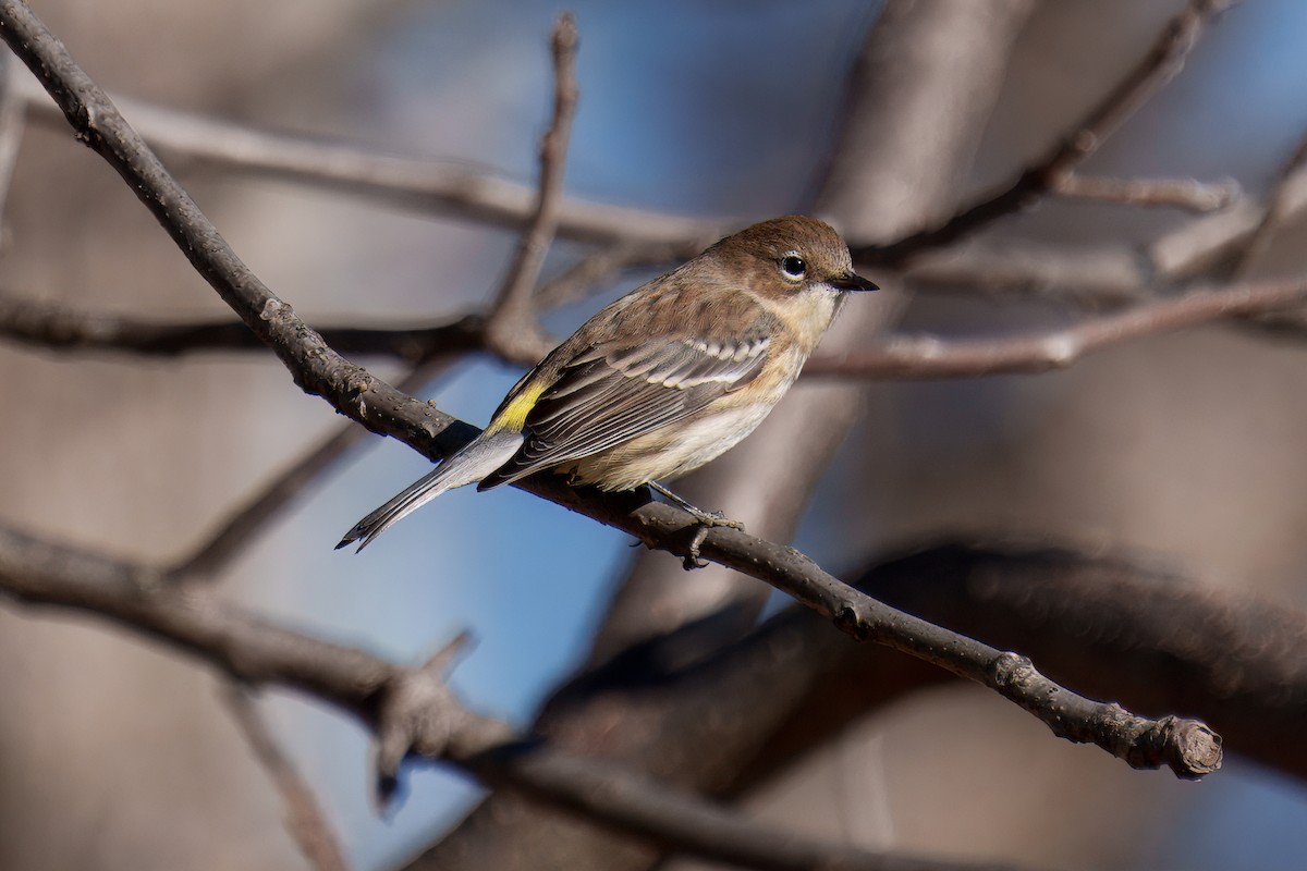 Yellow-rumped Warbler - ML646611236