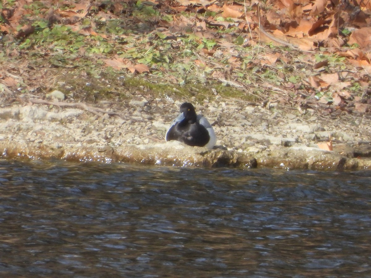 小斑背潛鴨 - ML646611238