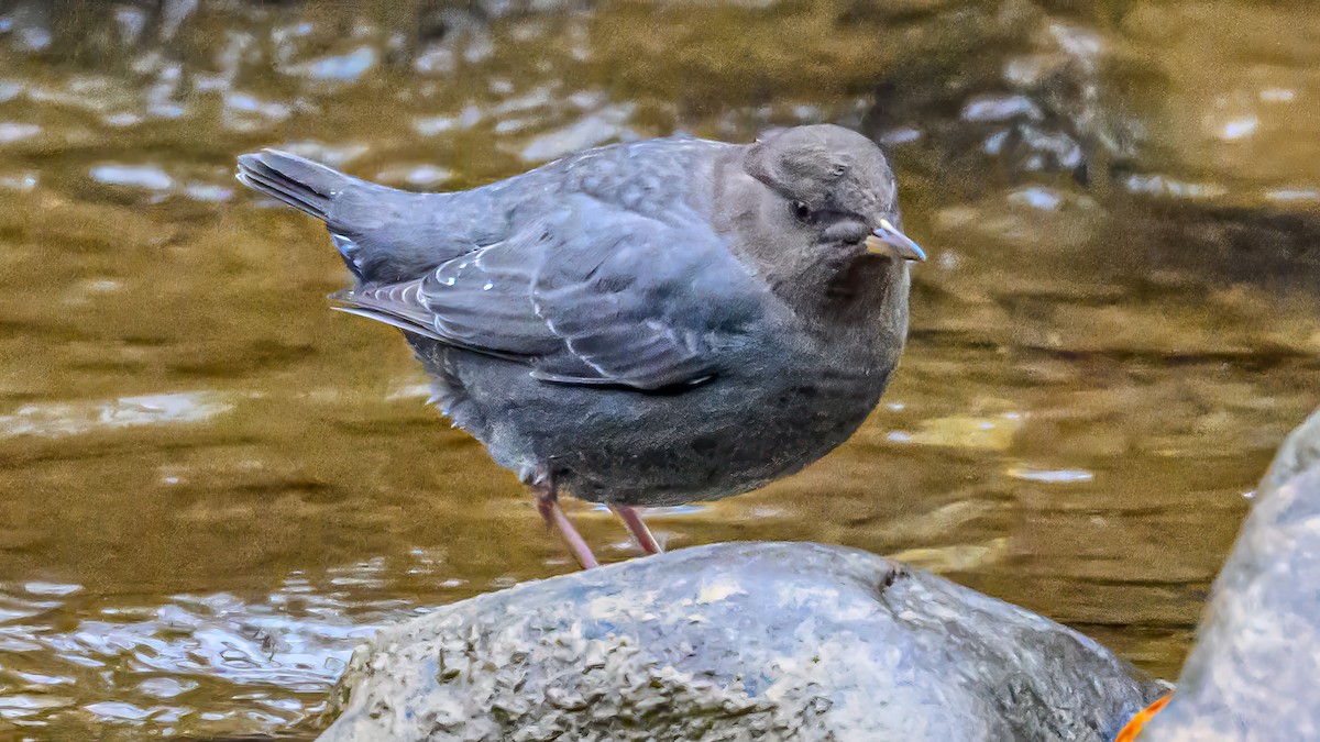 American Dipper - ML646611239