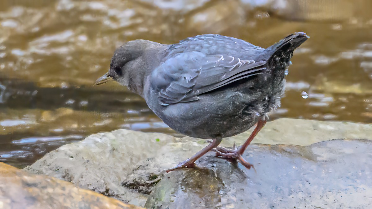 American Dipper - ML646611243