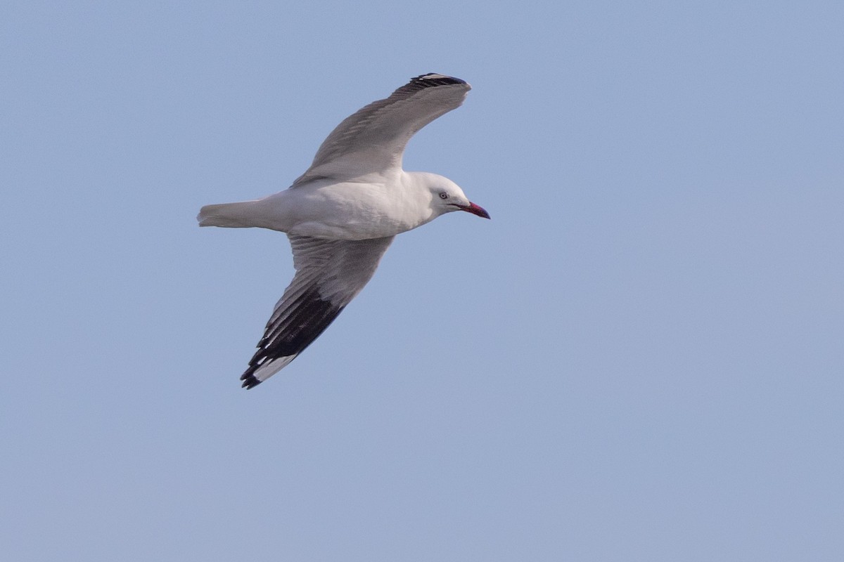 Австралийская чайка - ML646611244