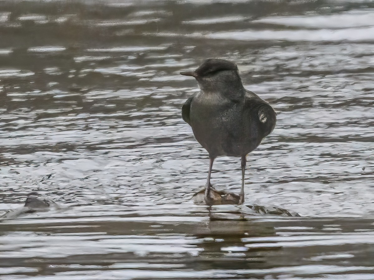 American Dipper - ML646611245