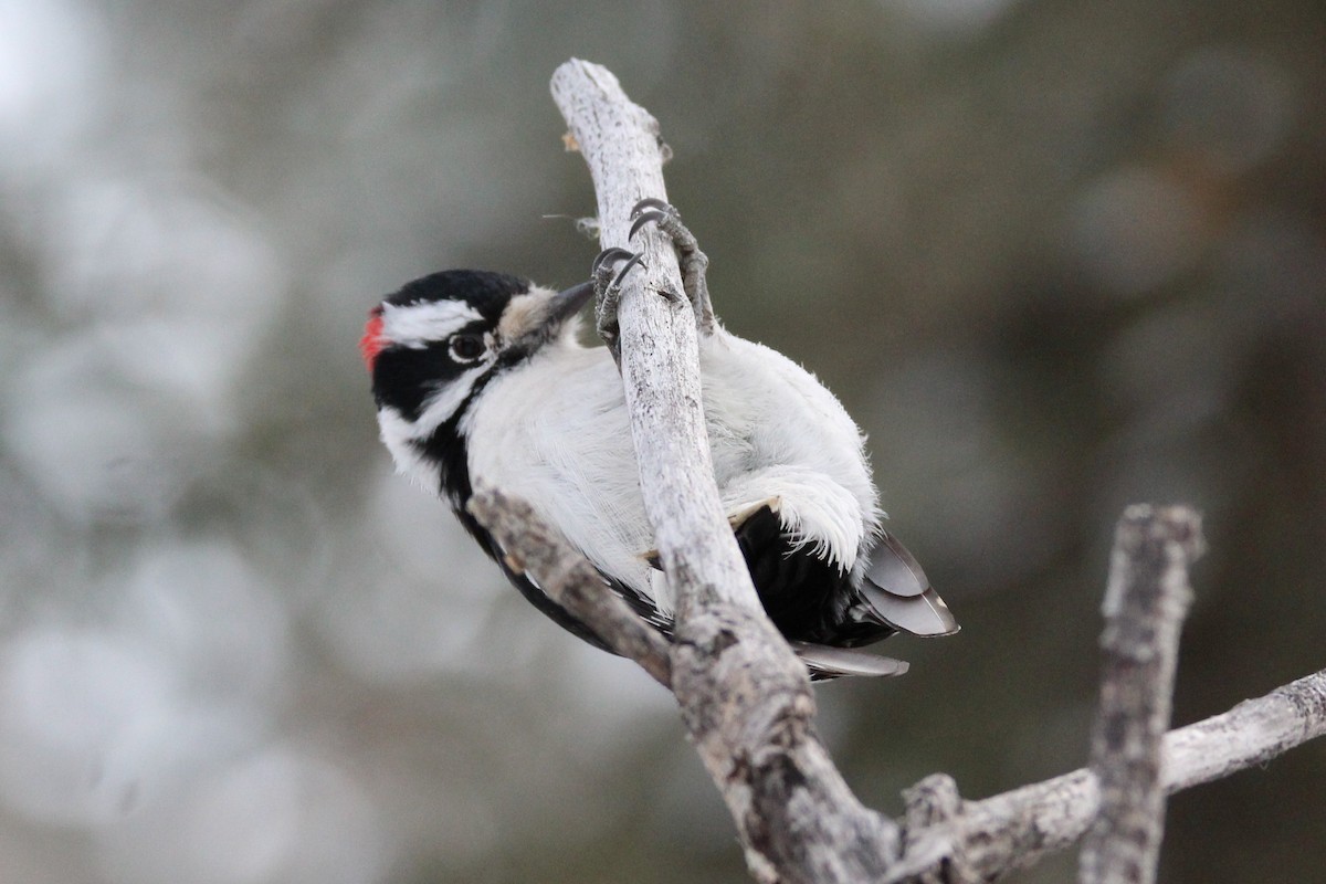 Dunenspecht - ML646611246