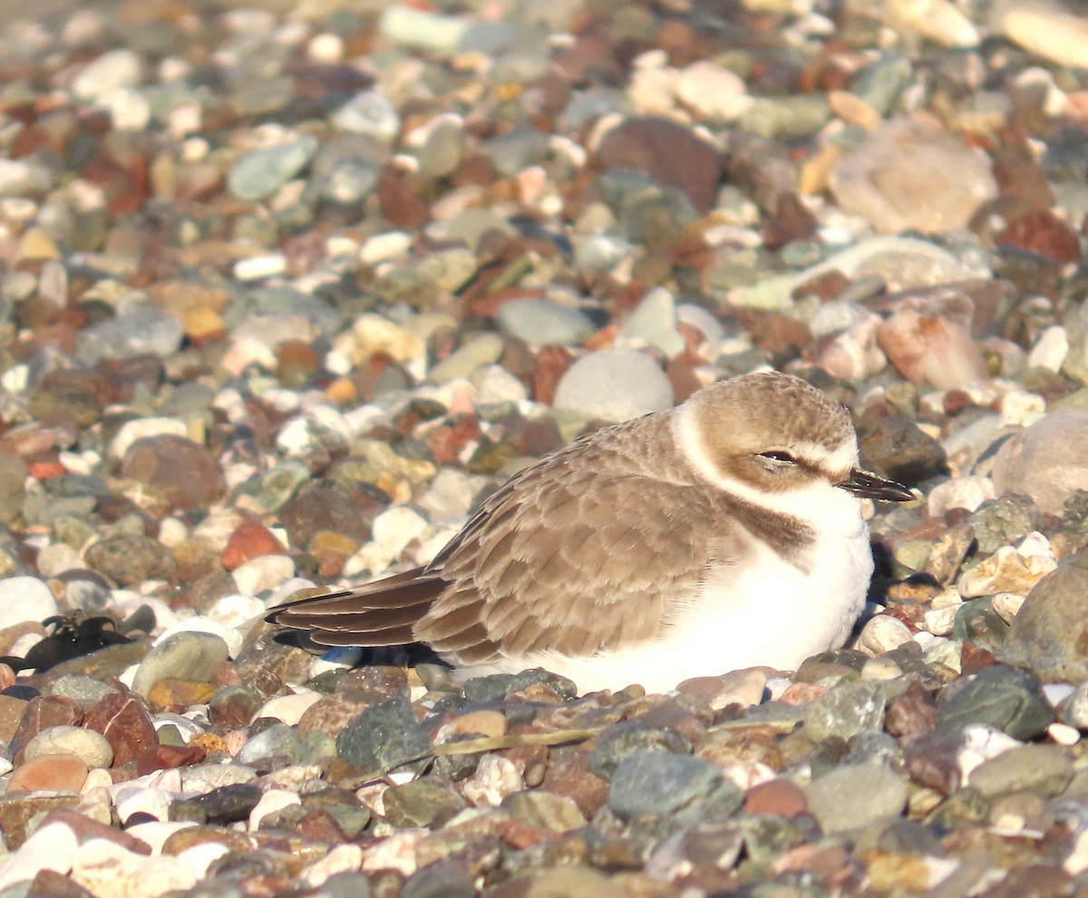 ユキチドリ - ML646611247