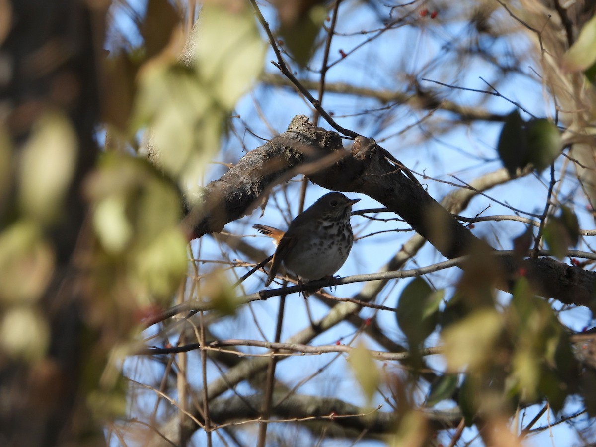 Hermit Thrush - ML646611249