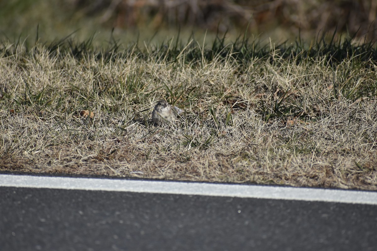 Cassin's Sparrow - ML646611251