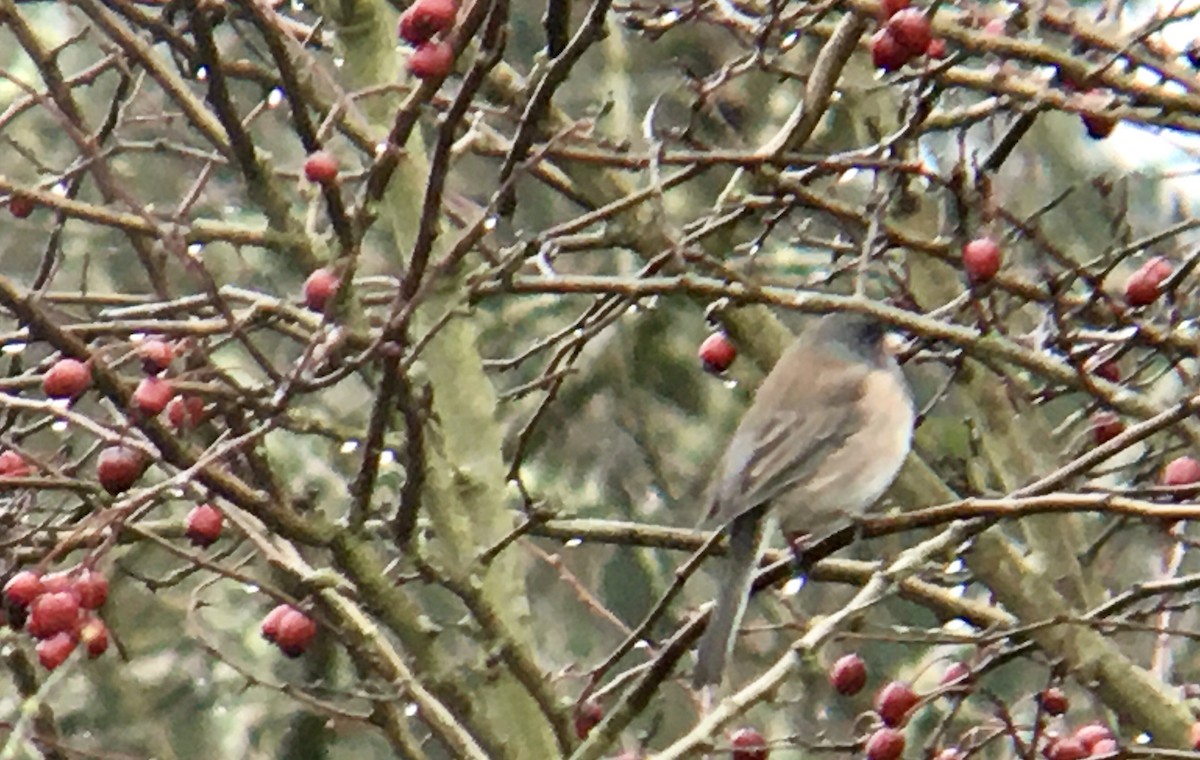 Dark-eyed Junco - ML646611252