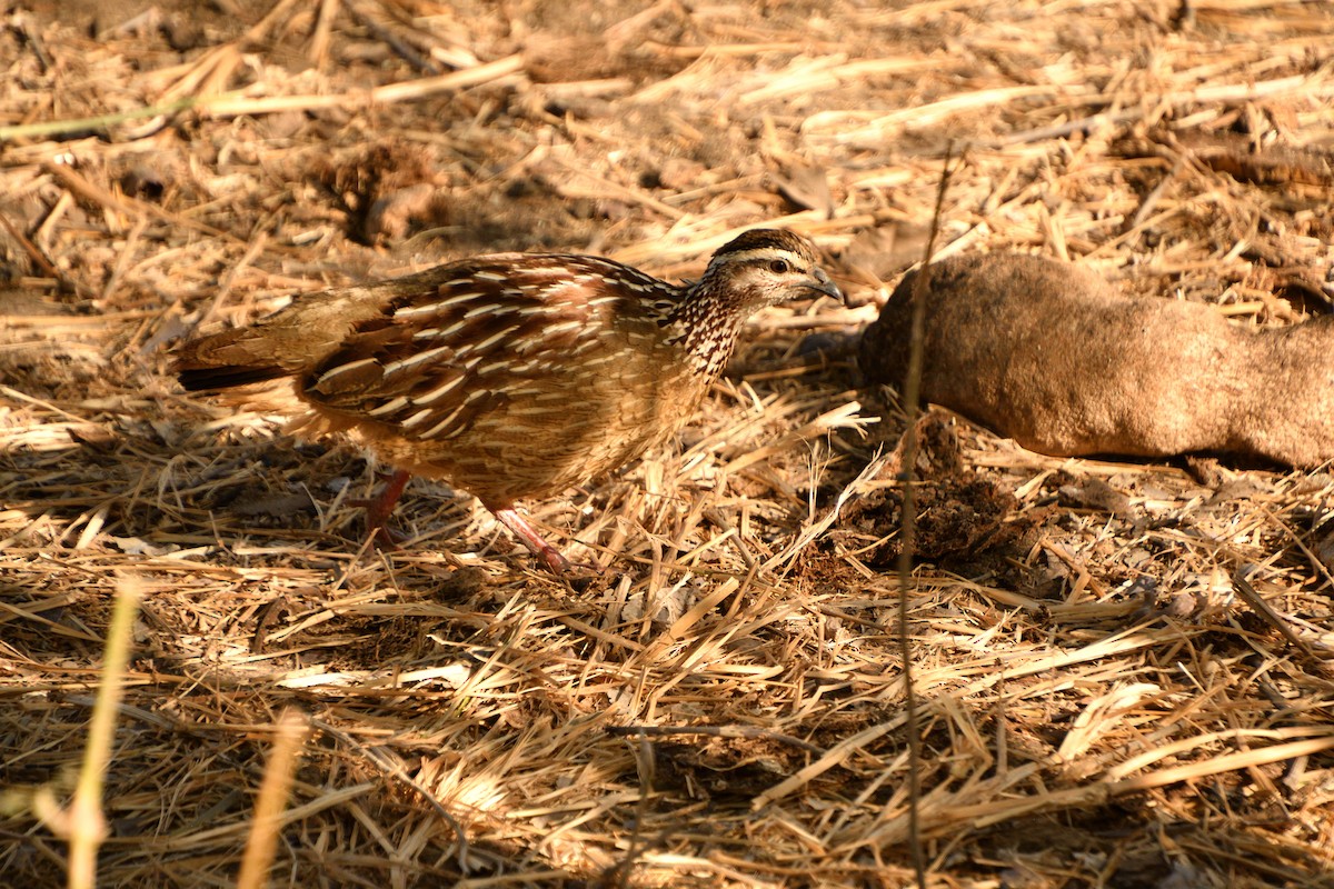 Tepeli Turaç - ML646611253