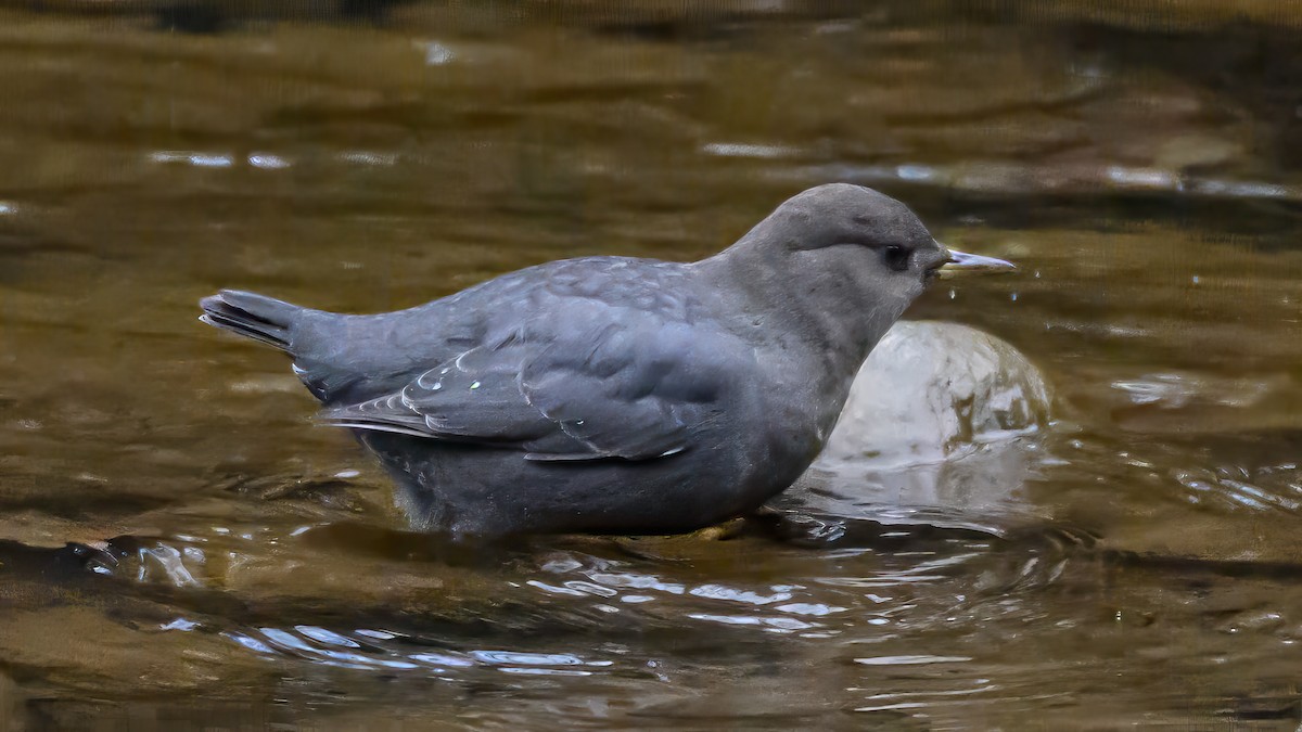 American Dipper - ML646611256