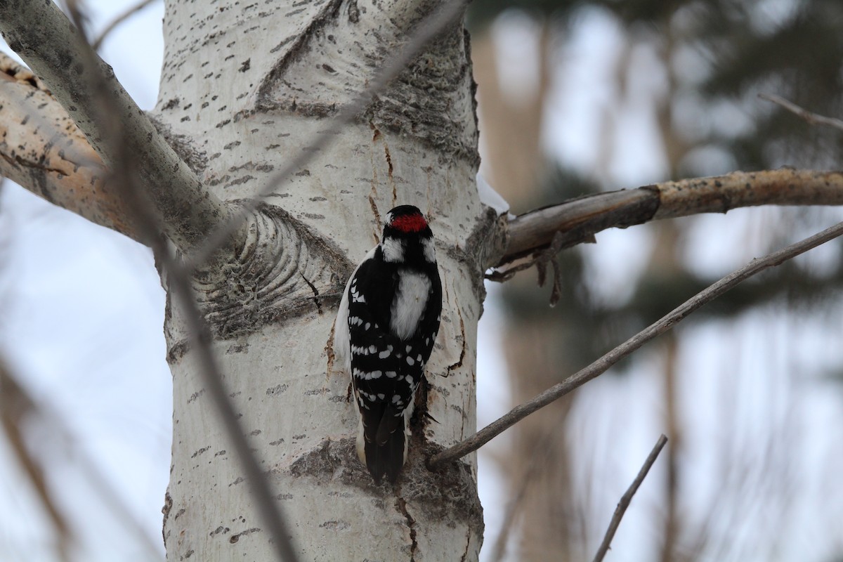 Dunenspecht - ML646611257