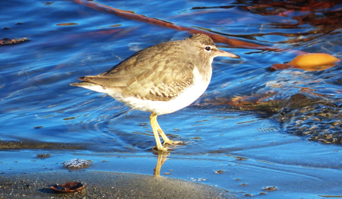 アメリカイソシギ - ML646611258