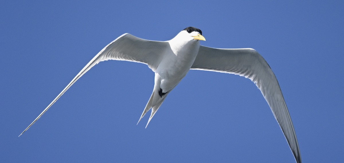 Charrán Piquigualdo - ML646611259