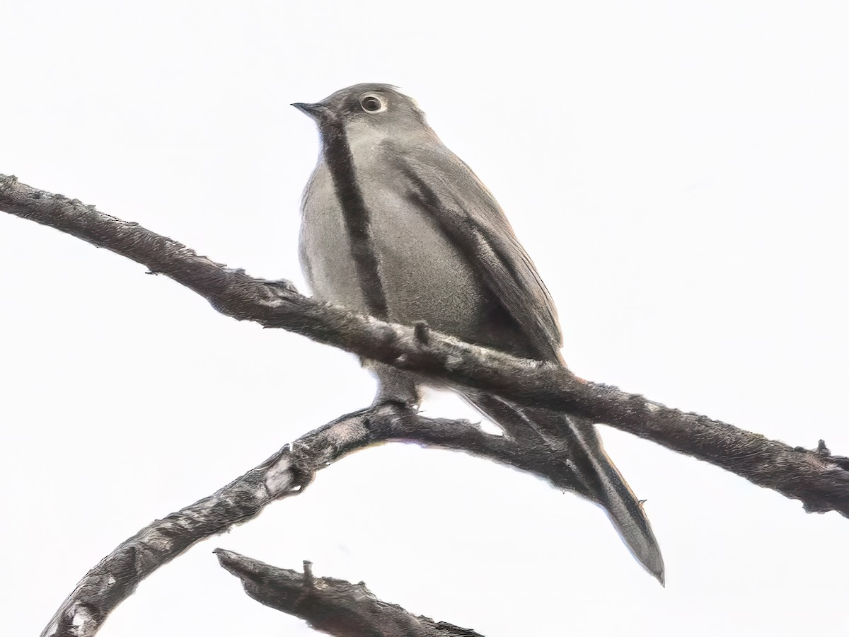 Townsend's Solitaire - ML646611260