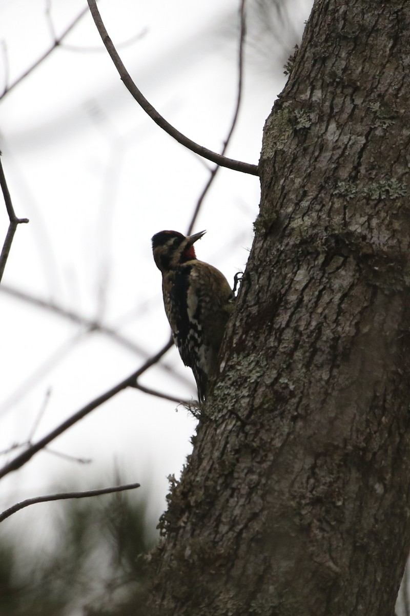 Yellow-bellied Sapsucker - ML646611262