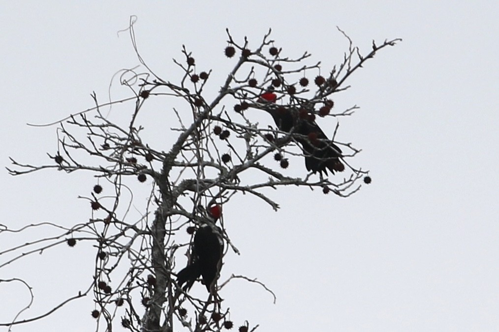 Pileated Woodpecker - ML646611264