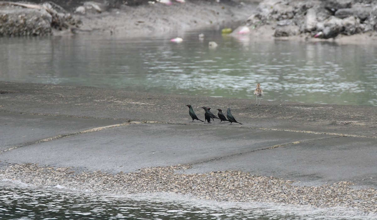 Metallic Starling - ML646611268