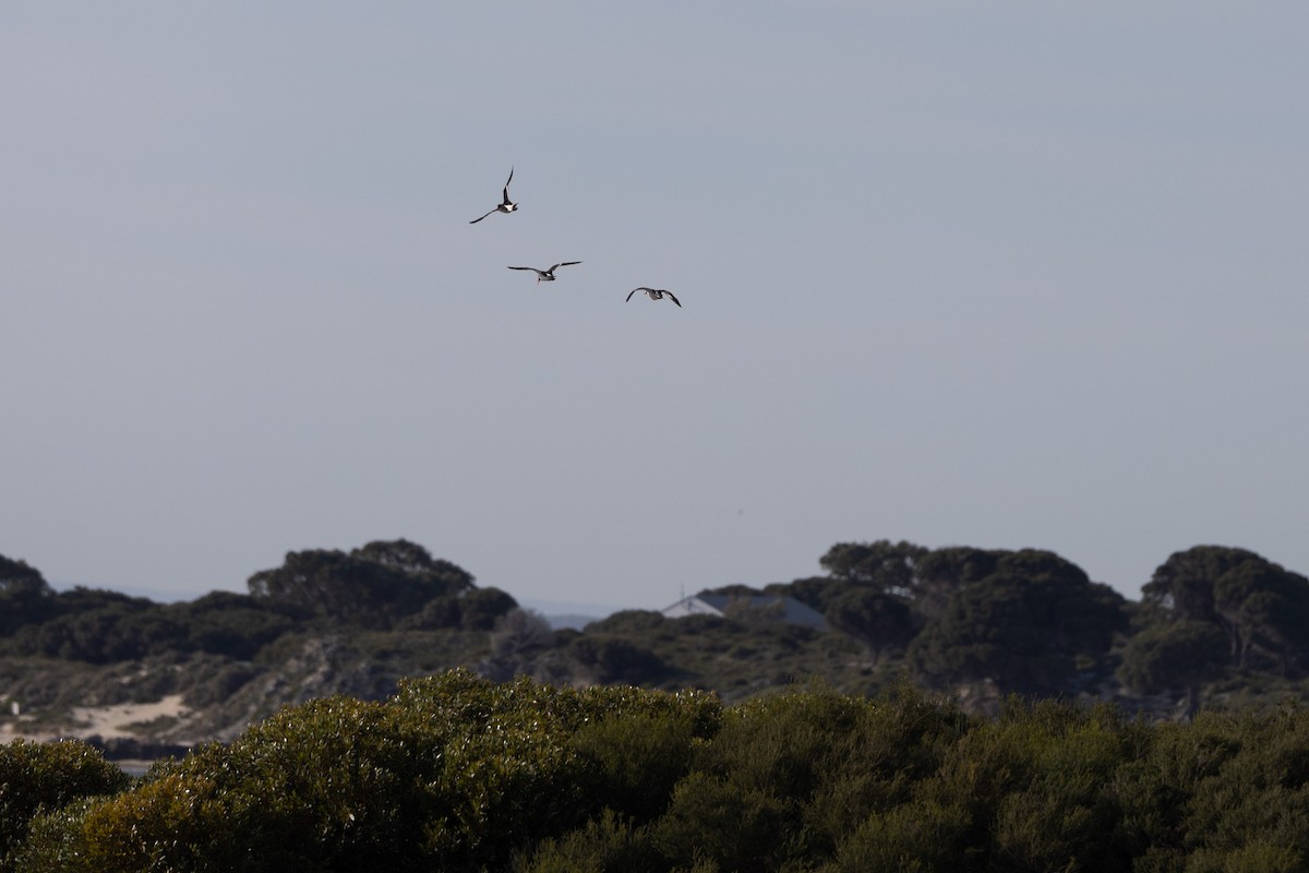 Длинноклювый кулик-сорока - ML646611269