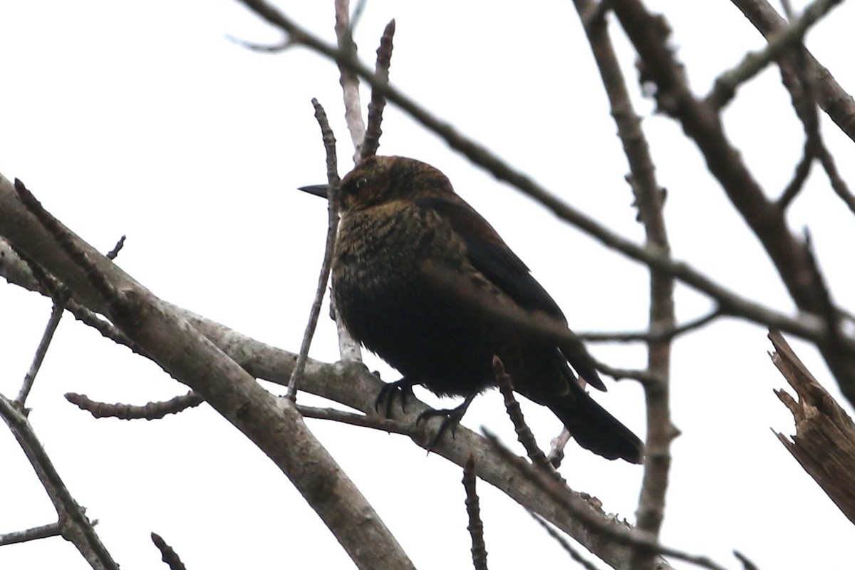 Rusty Blackbird - ML646611270