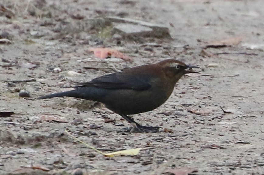 Rusty Blackbird - ML646611271
