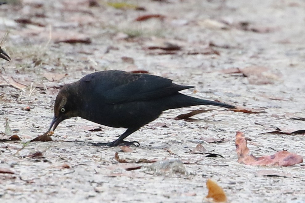 Rusty Blackbird - ML646611272