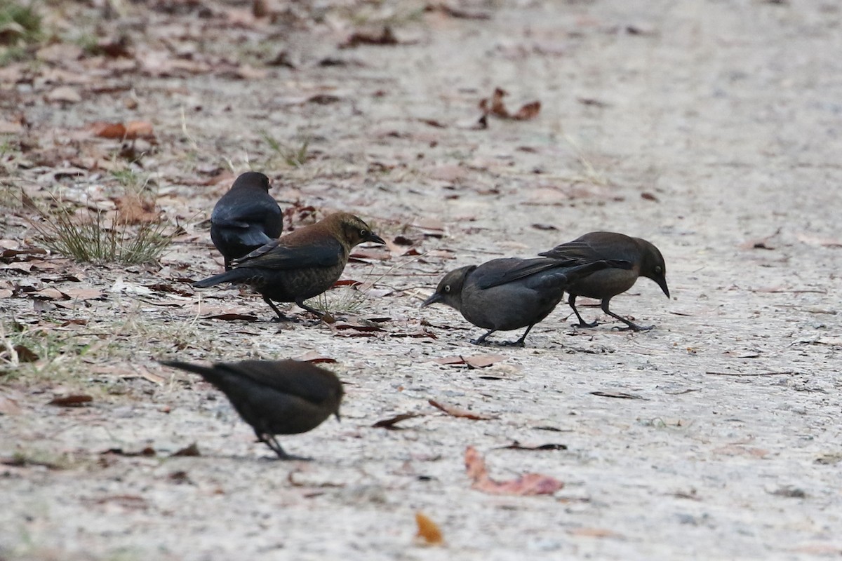 Rusty Blackbird - ML646611273