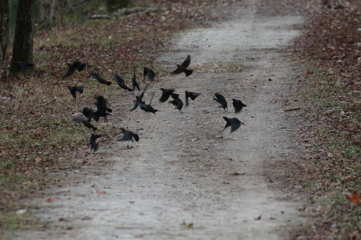 Rusty Blackbird - ML646611274