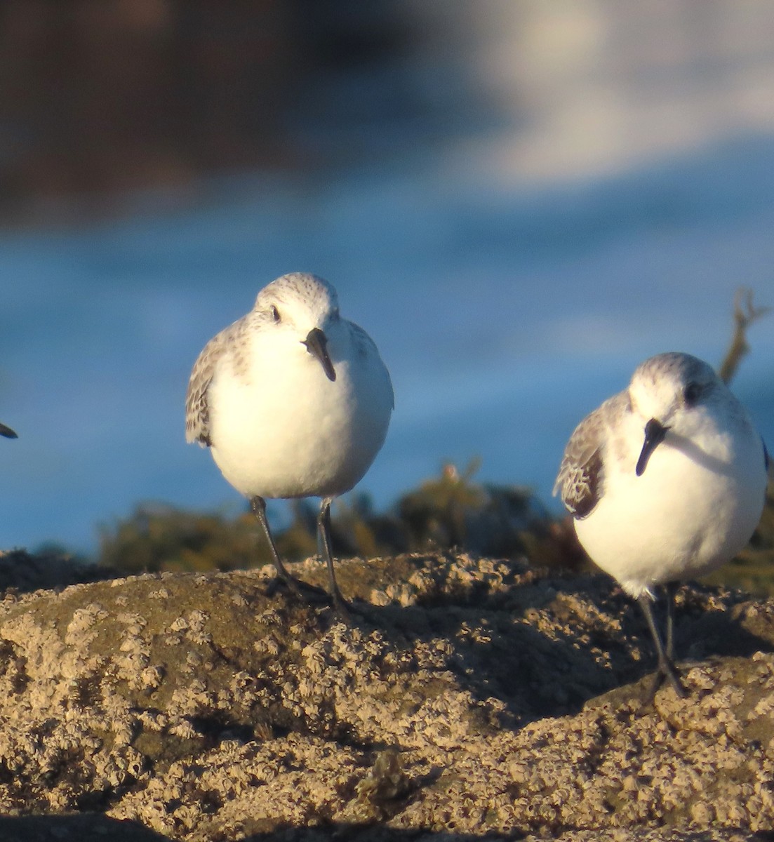 Txirri zuria - ML646611275