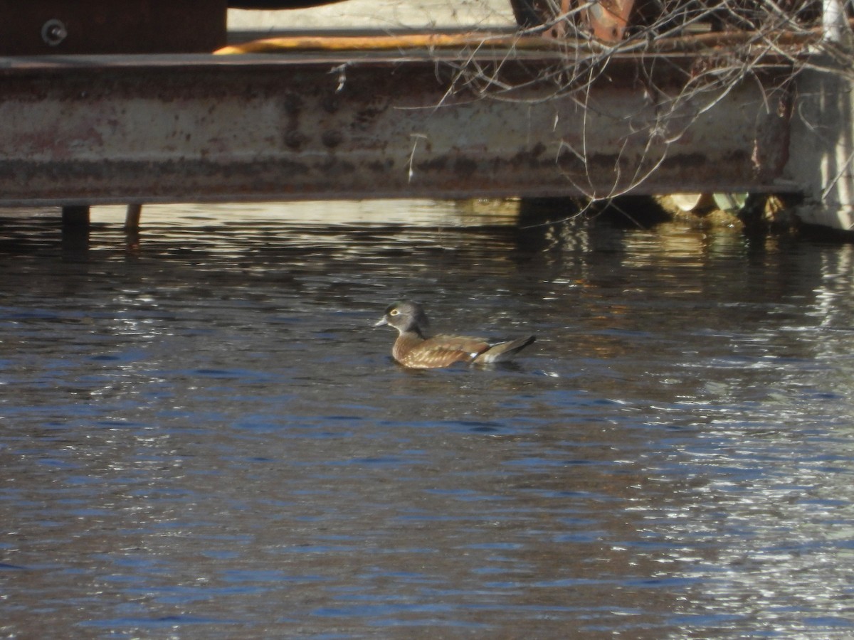 Wood Duck - ML646611277
