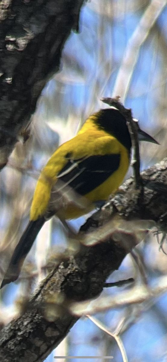 Audubon's Oriole (Audubon's) - ML646611278