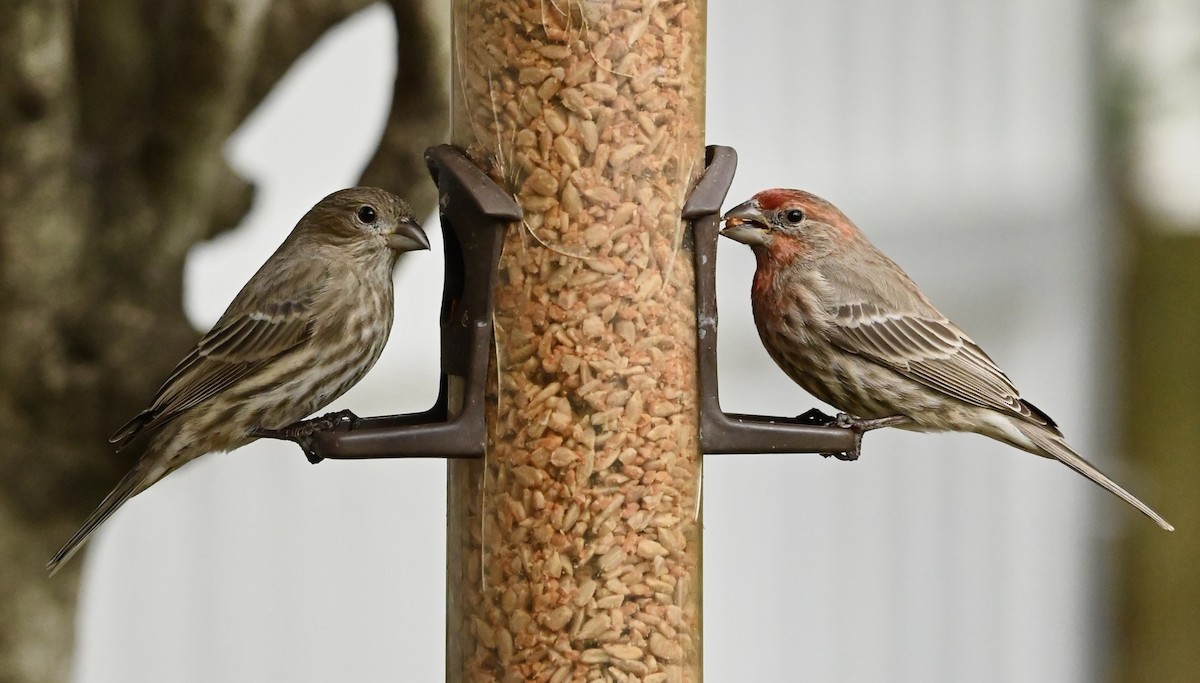 House Finch - ML646611279