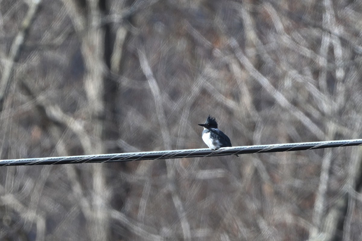 Gürtelfischer - ML646611280