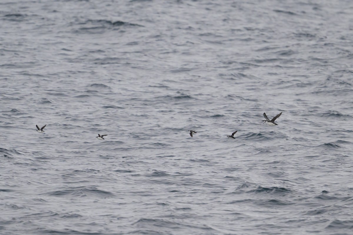 Common Murre - ML646611281