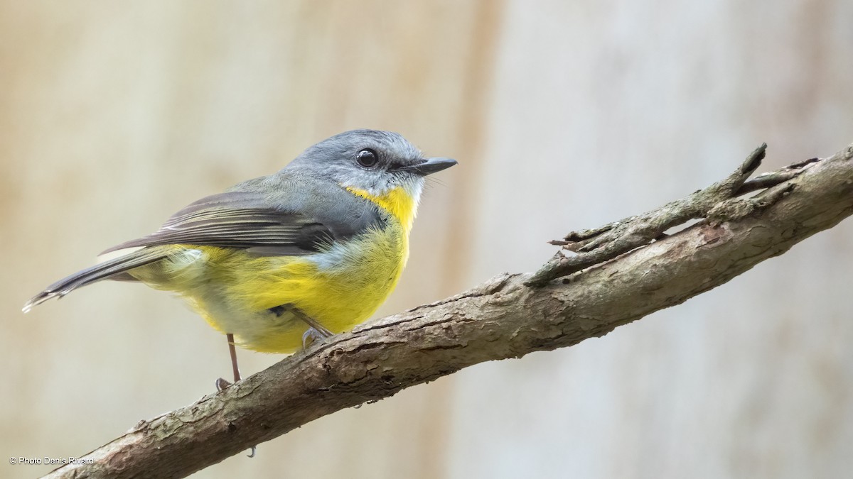 Королець жовтий - ML646611282