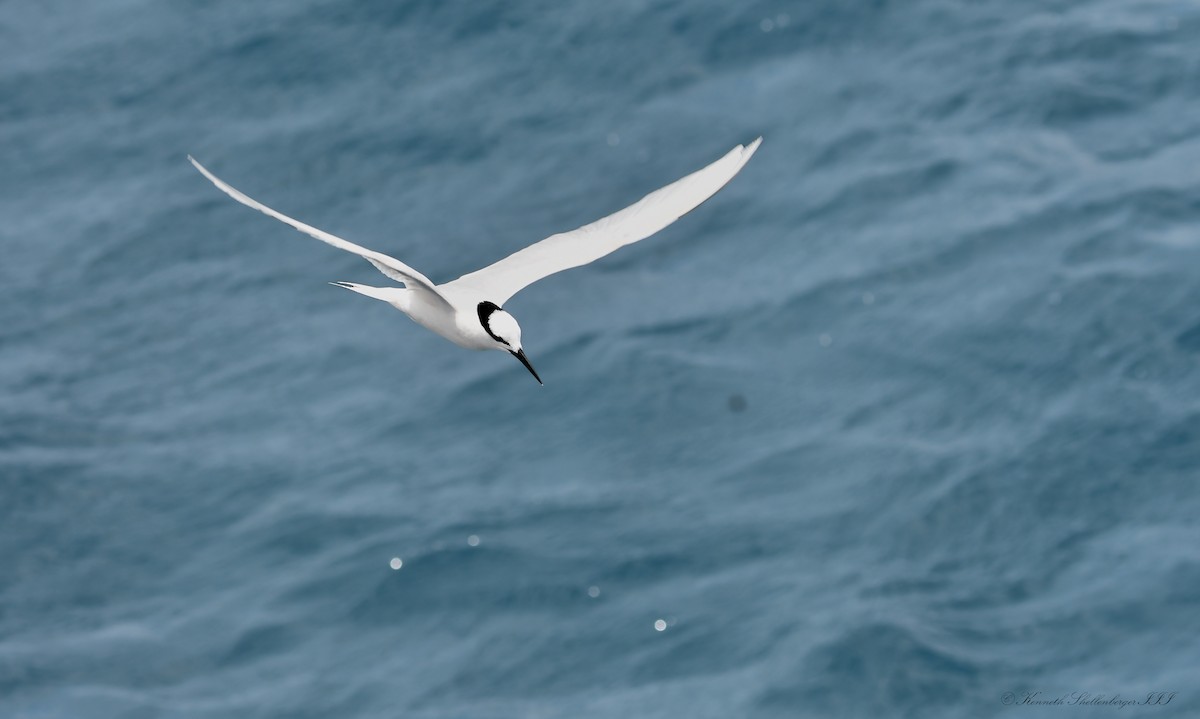 Black-naped Tern - ML646611283