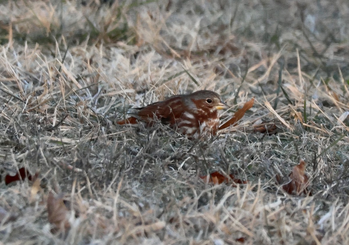 Fuchsammer (iliaca/zaboria) - ML646611284