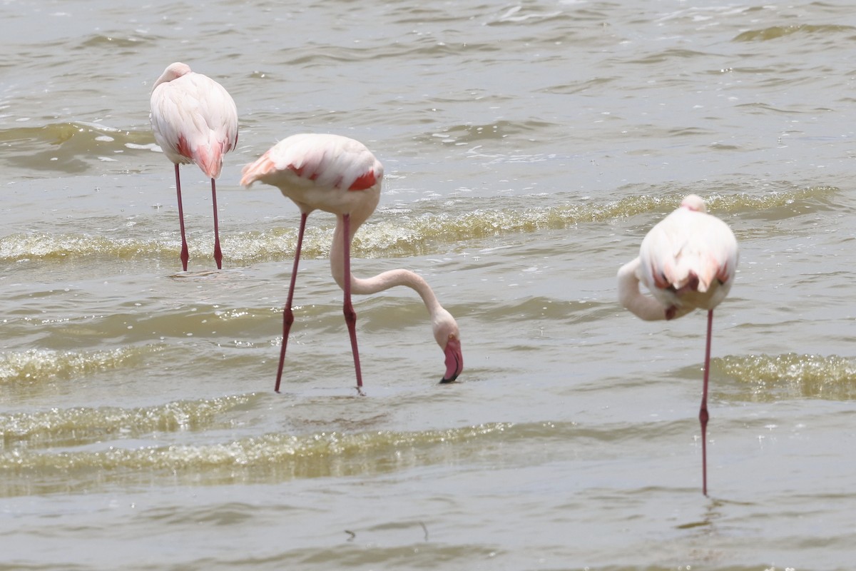 Greater Flamingo - ML646611285