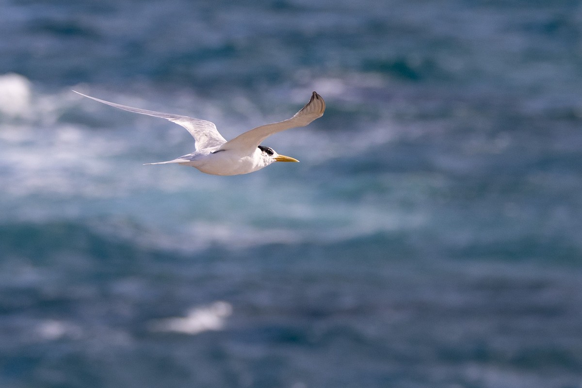 Хохлатая крачка - ML646611286