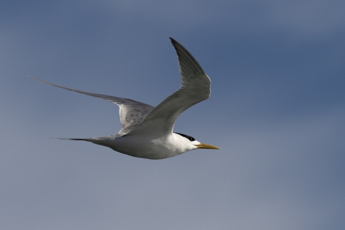 Хохлатая крачка - ML646611287