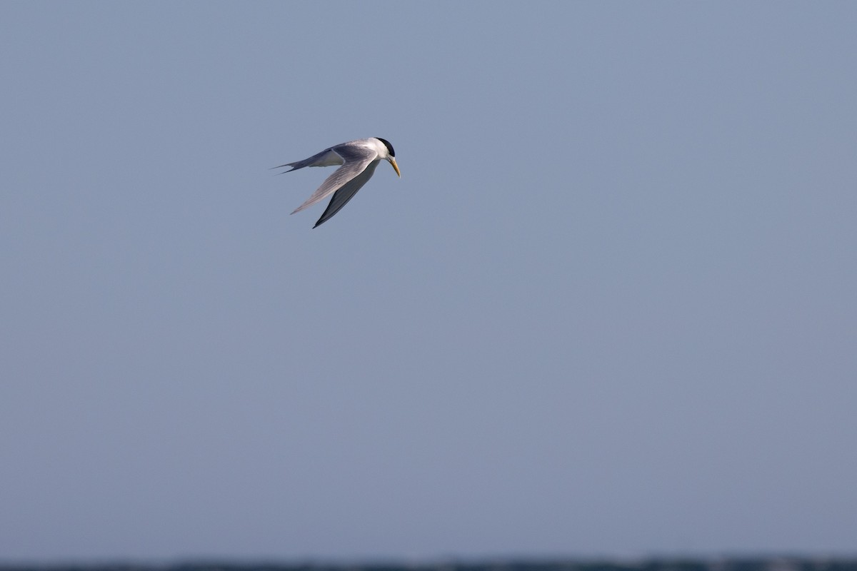 Хохлатая крачка - ML646611288